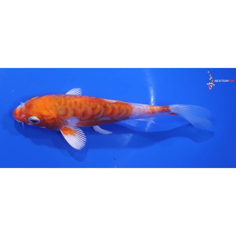 5.5” Imported Kikusui