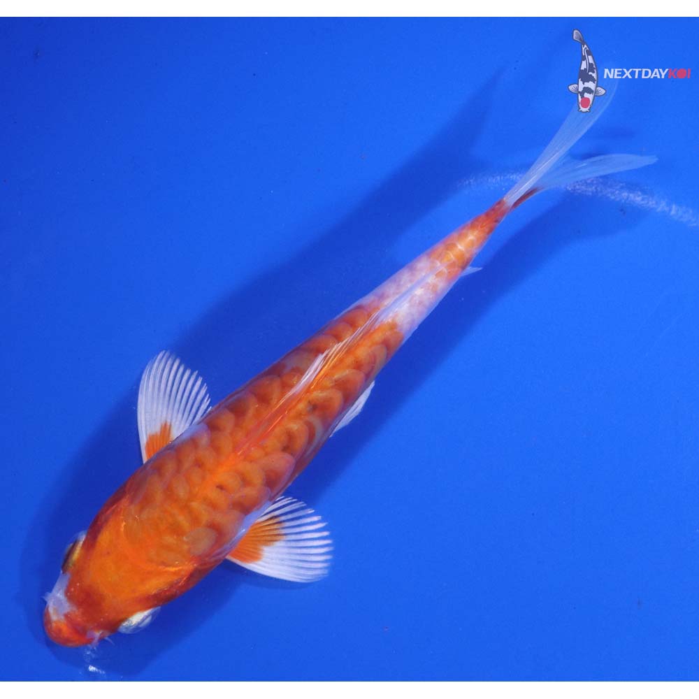 5.5” Imported Kikusui