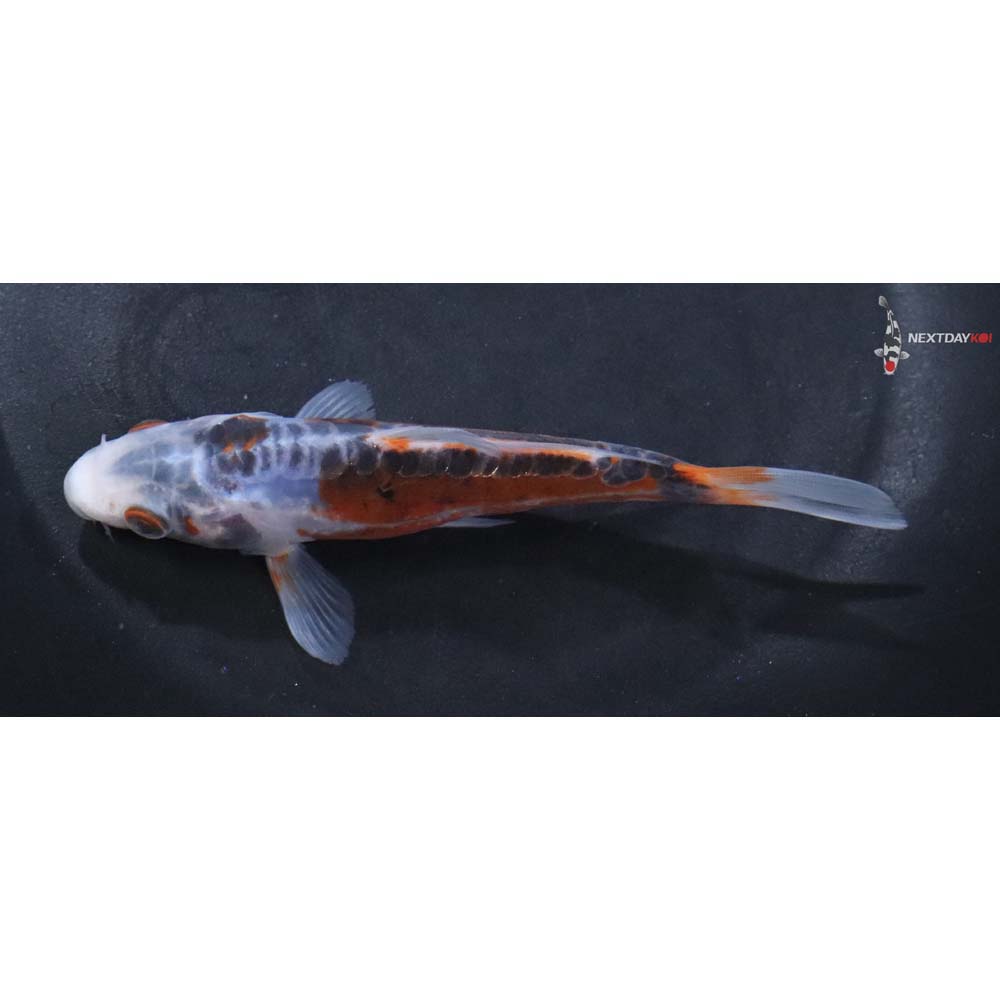5” Imported Shusui