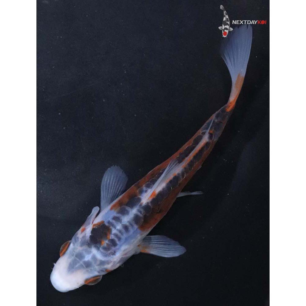 5” Imported Shusui