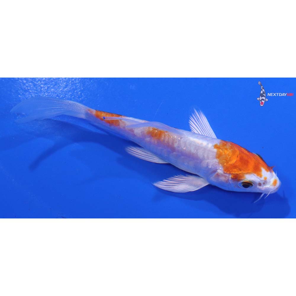 3.5” Imported Kikusui Butterfly Koi