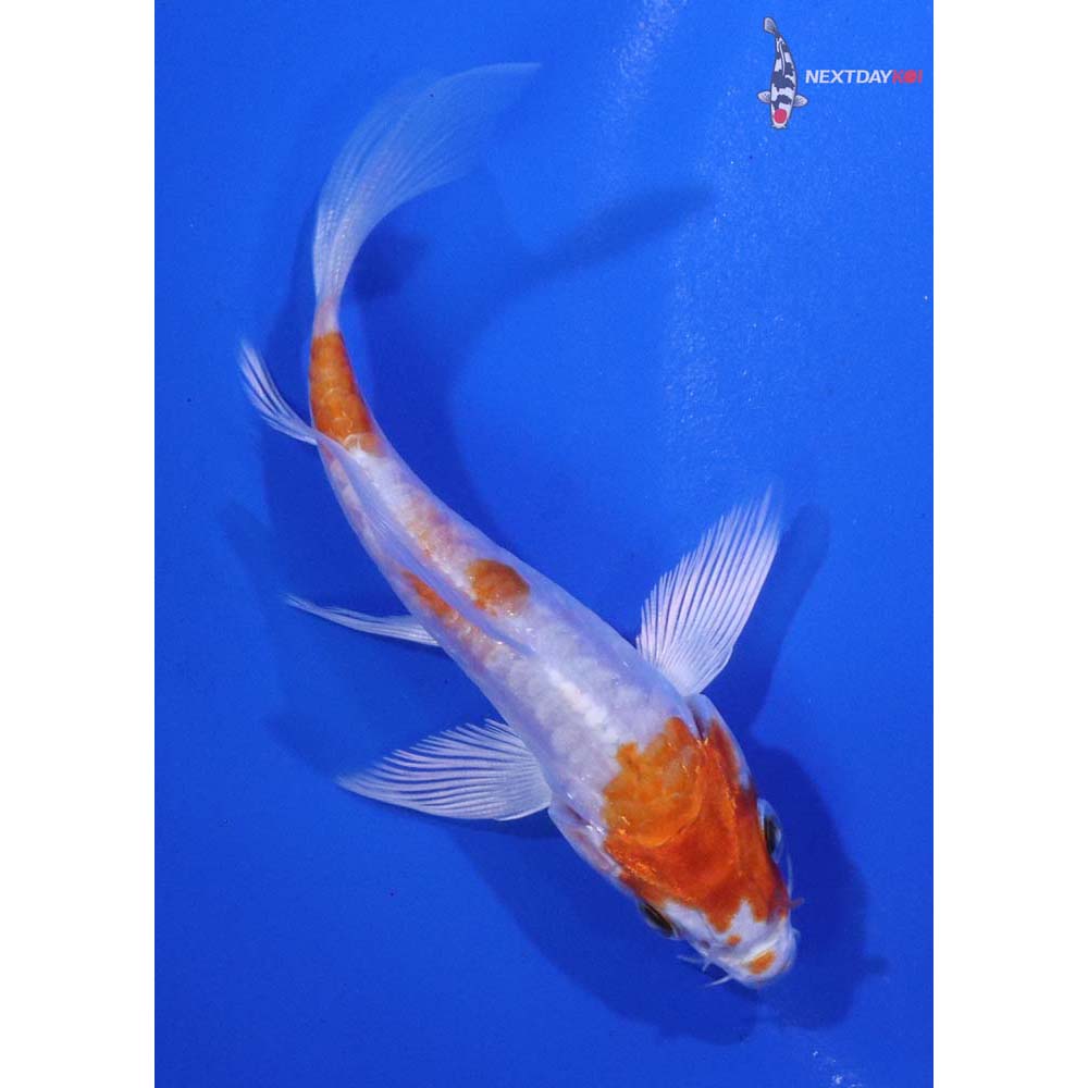 3.5” Imported Kikusui Butterfly Koi