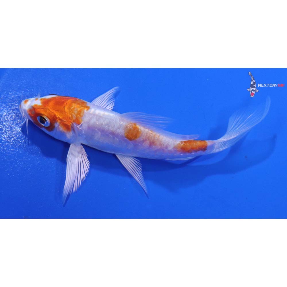 3.5” Imported Kikusui Butterfly Koi
