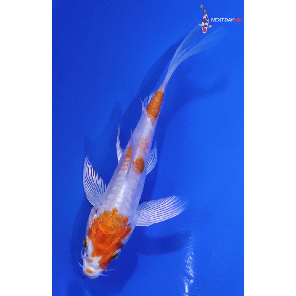 3.5” Imported Kikusui Butterfly Koi