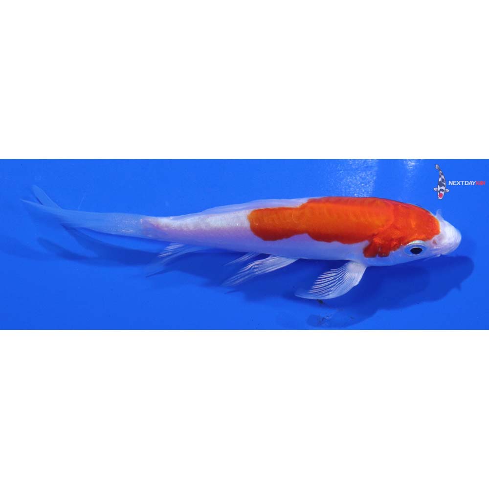 4” Imported Kikusui Butterfly Koi