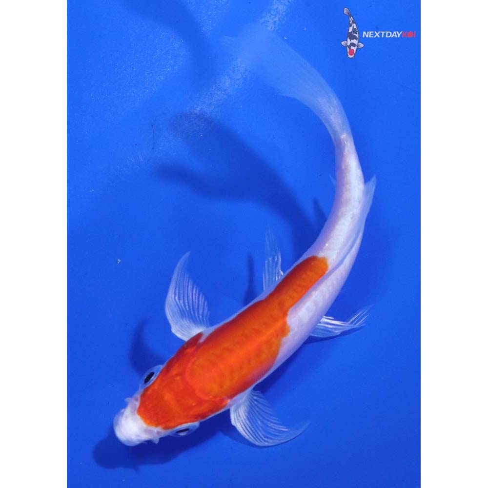 4” Imported Kikusui Butterfly Koi