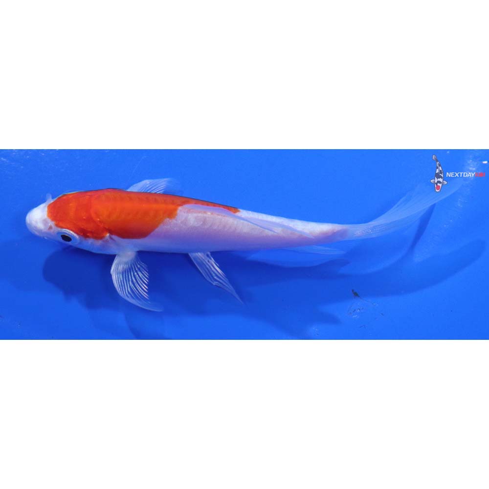 4” Imported Kikusui Butterfly Koi