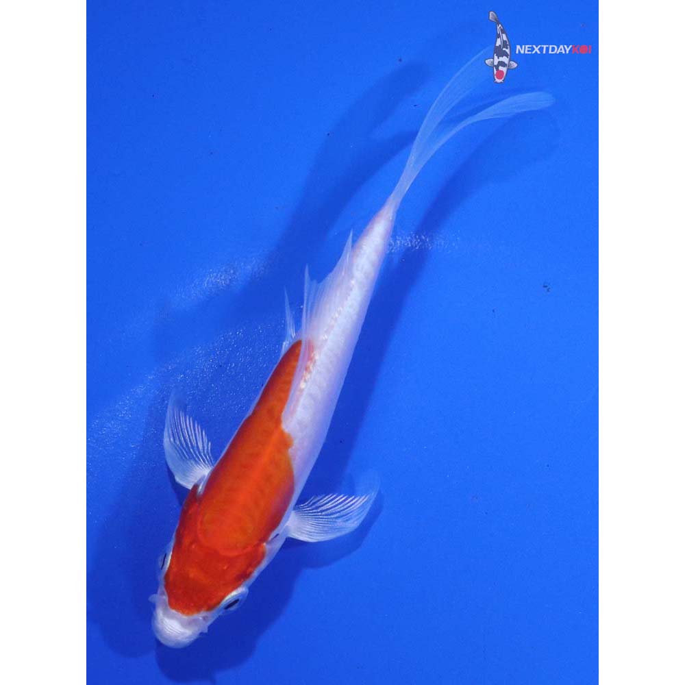 4” Imported Kikusui Butterfly Koi