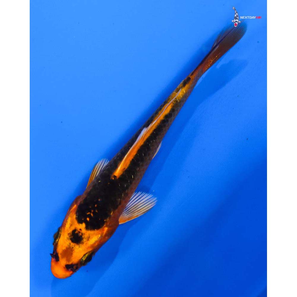 3” Imported Orenji Matsuba