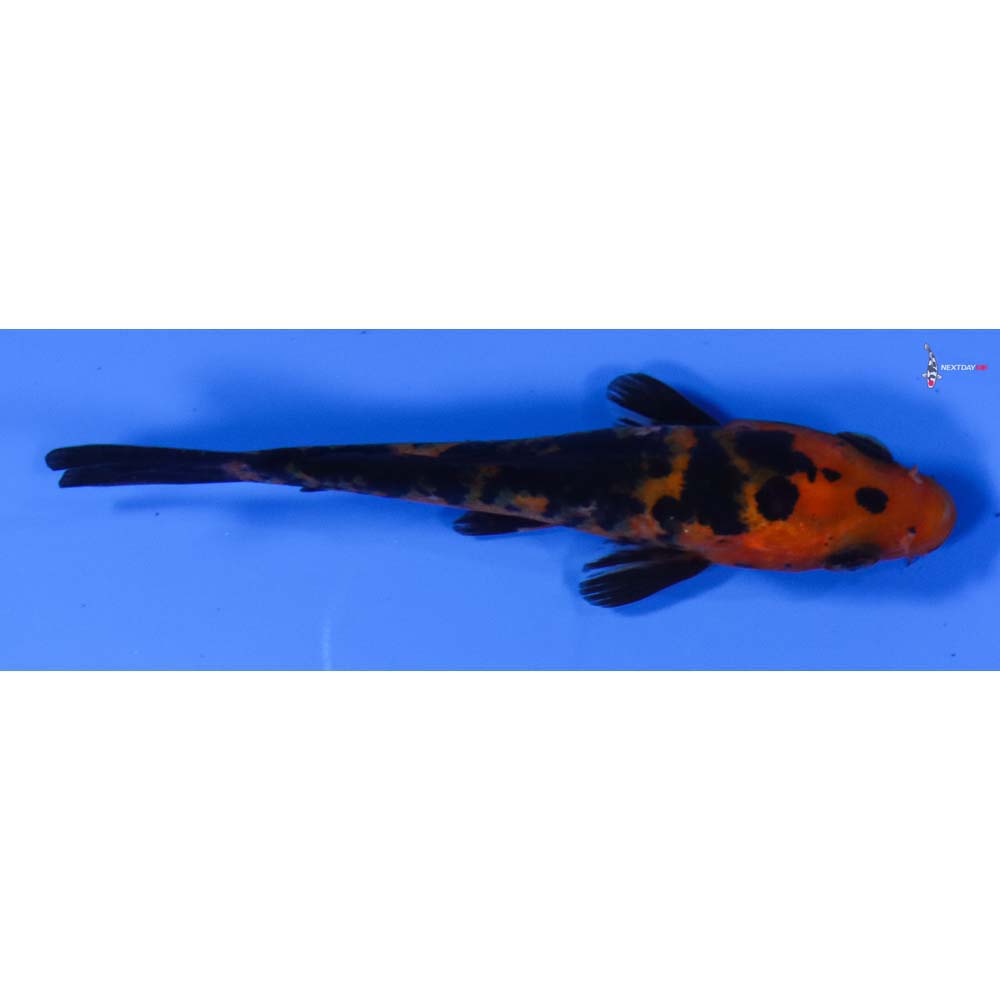 3” Imported Aka Bekko