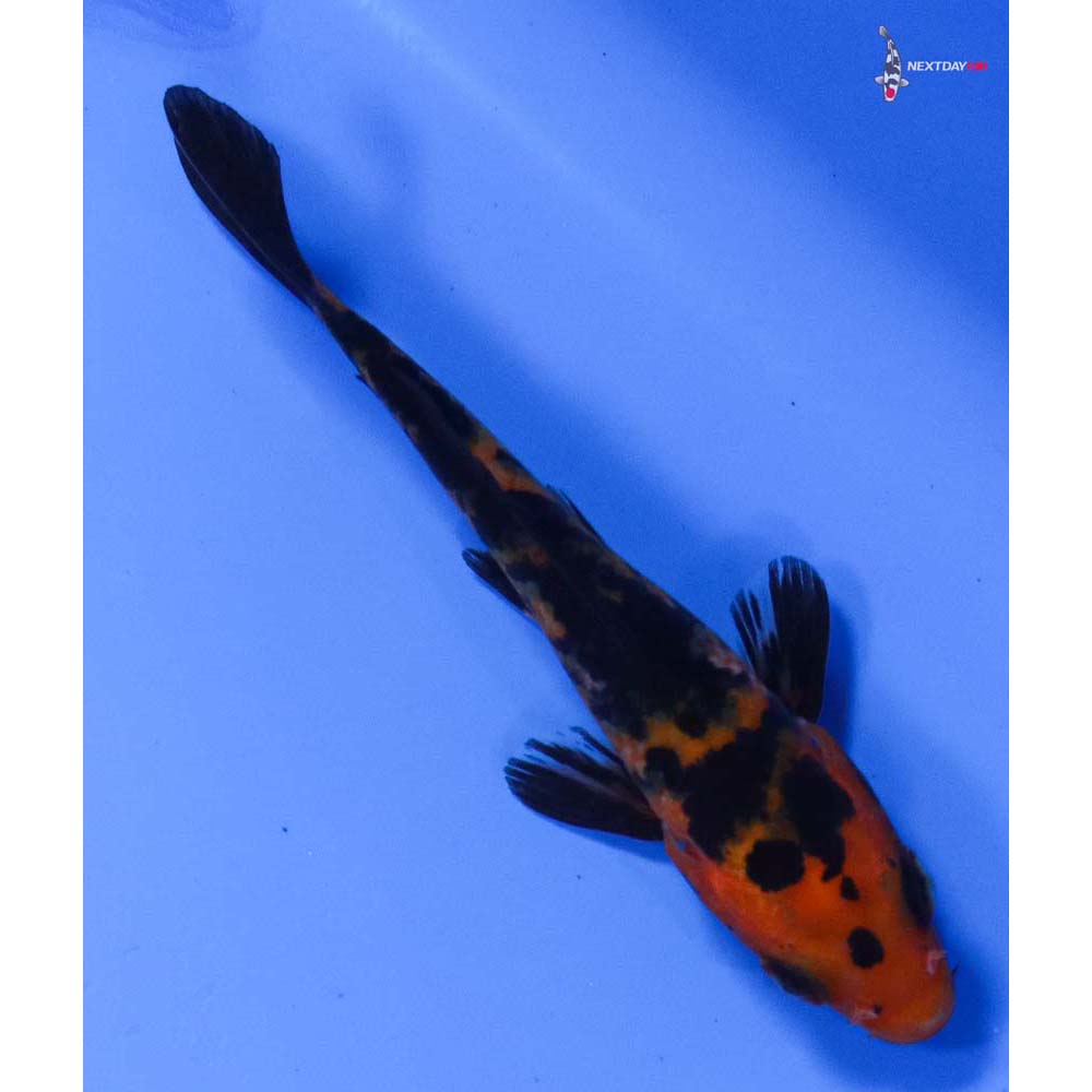 3” Imported Aka Bekko