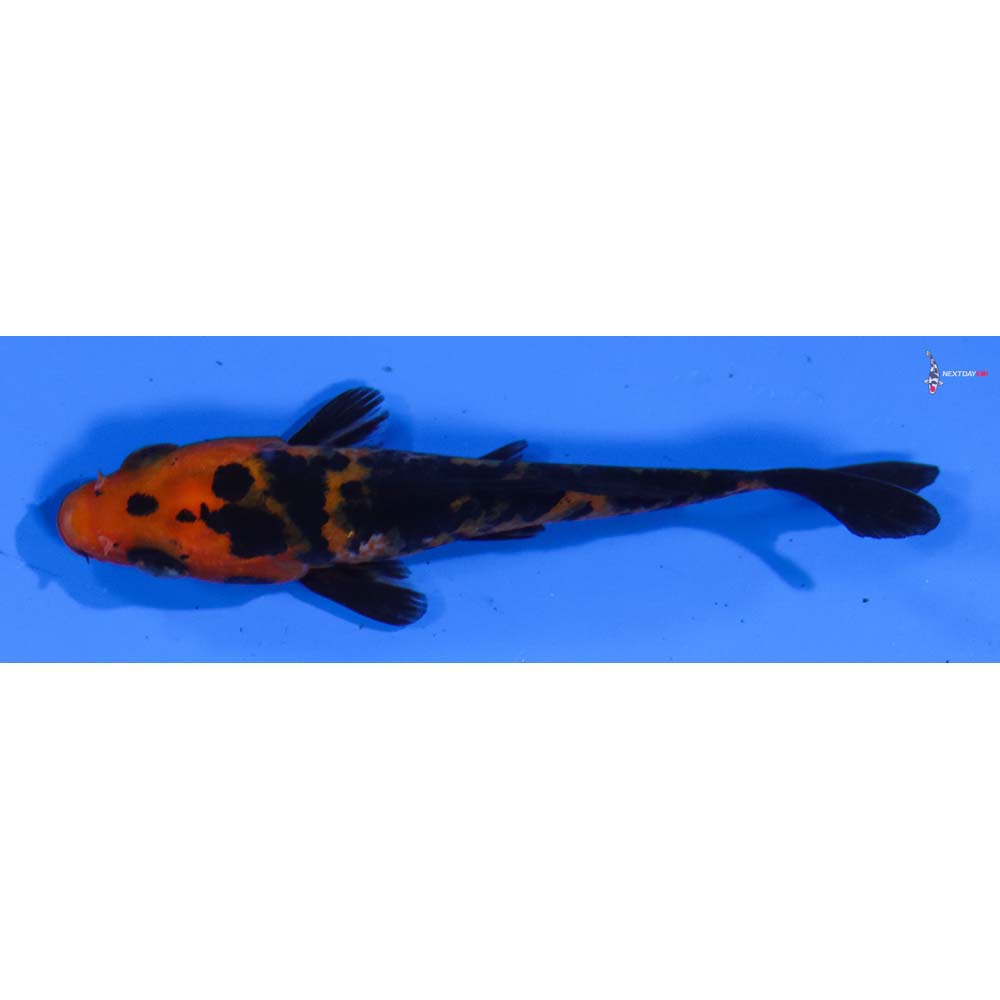 3” Imported Aka Bekko