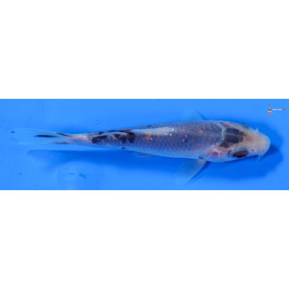 3.5” Imported Sanke