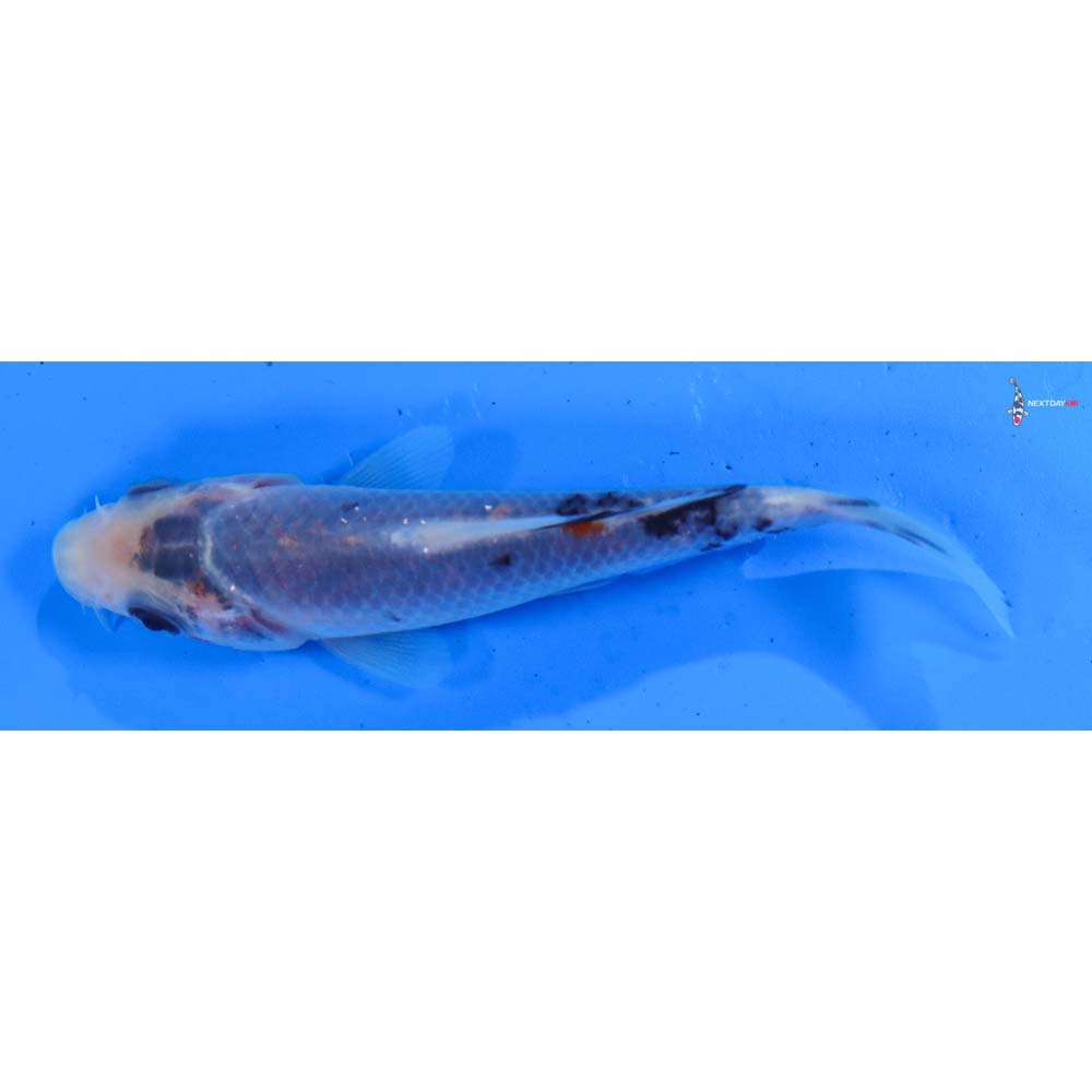 3.5” Imported Sanke