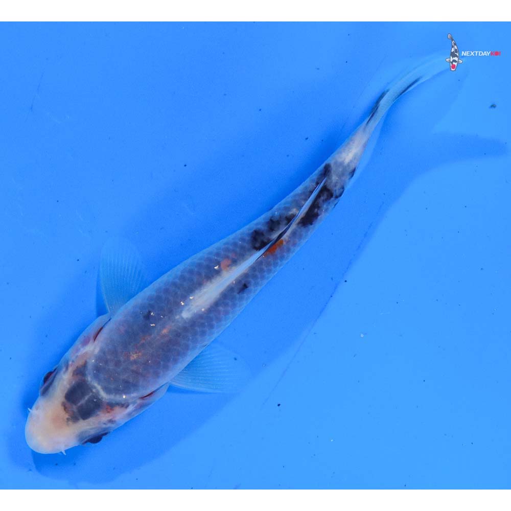 3.5” Imported Sanke
