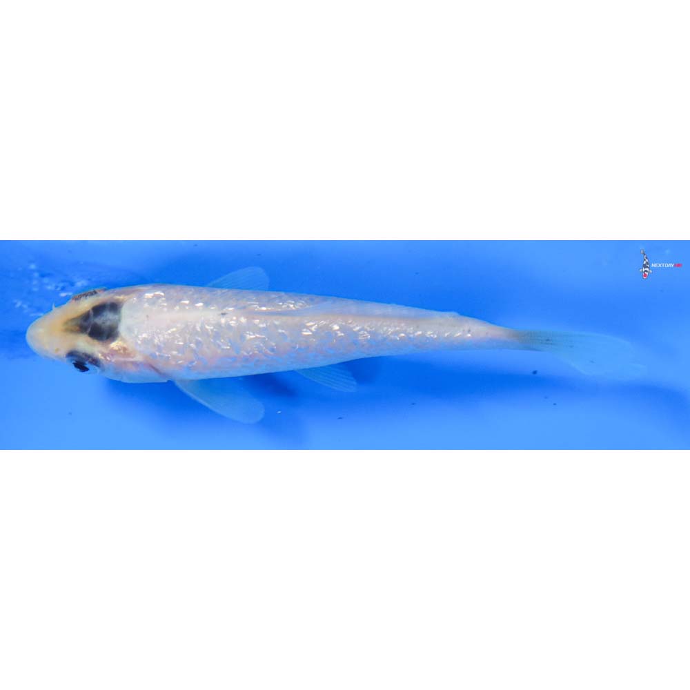 3.5 “Imported Gin Rin Shiro Bekko