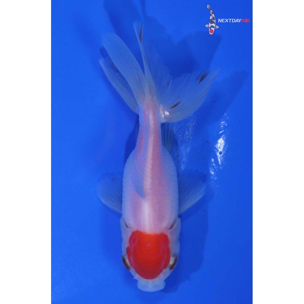 3” Imported Redcap Oranda