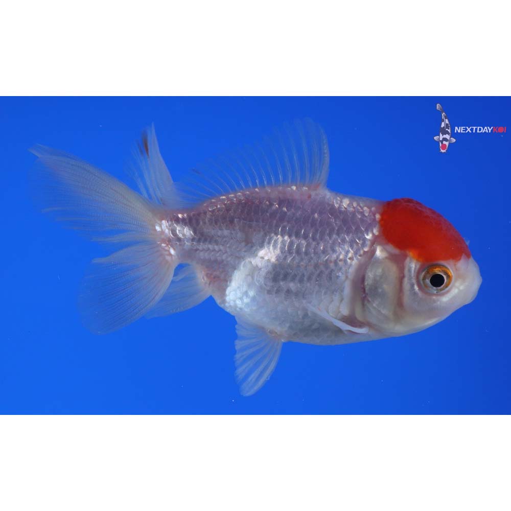 3” Imported Redcap Oranda