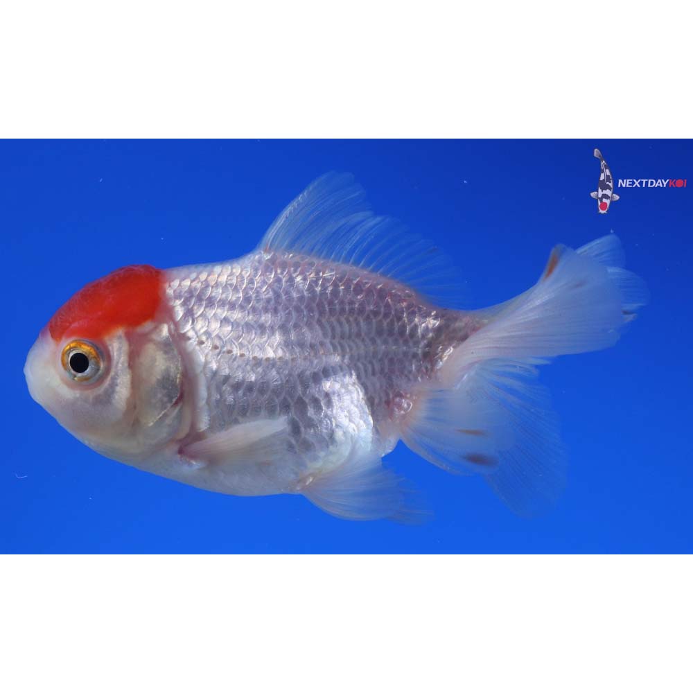 3” Imported Redcap Oranda