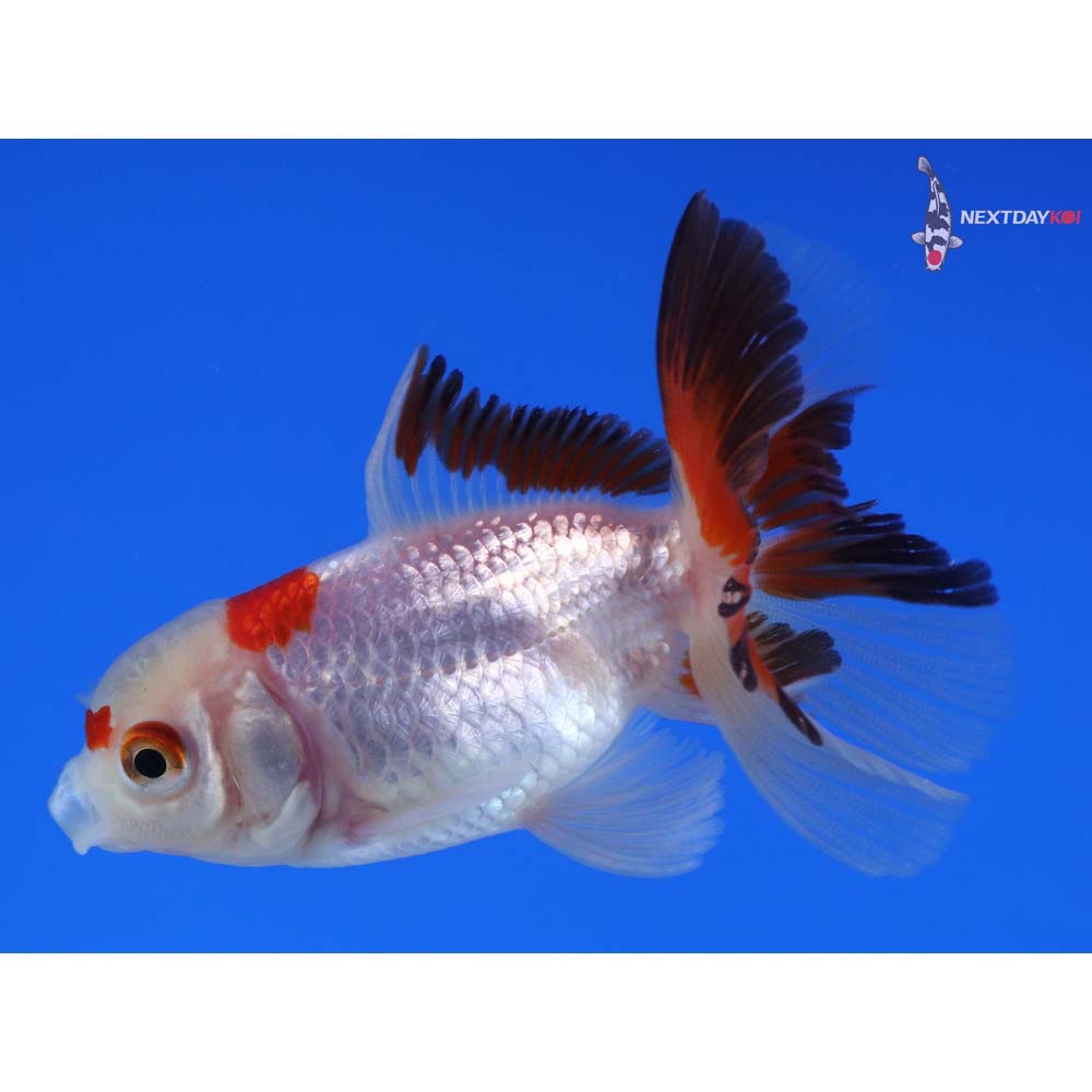 3” Imported Tri Color Oranda