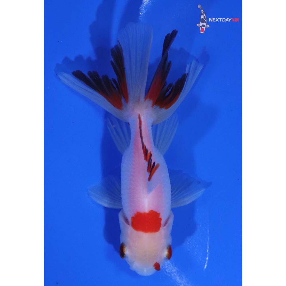 3” Imported Tri Color Oranda