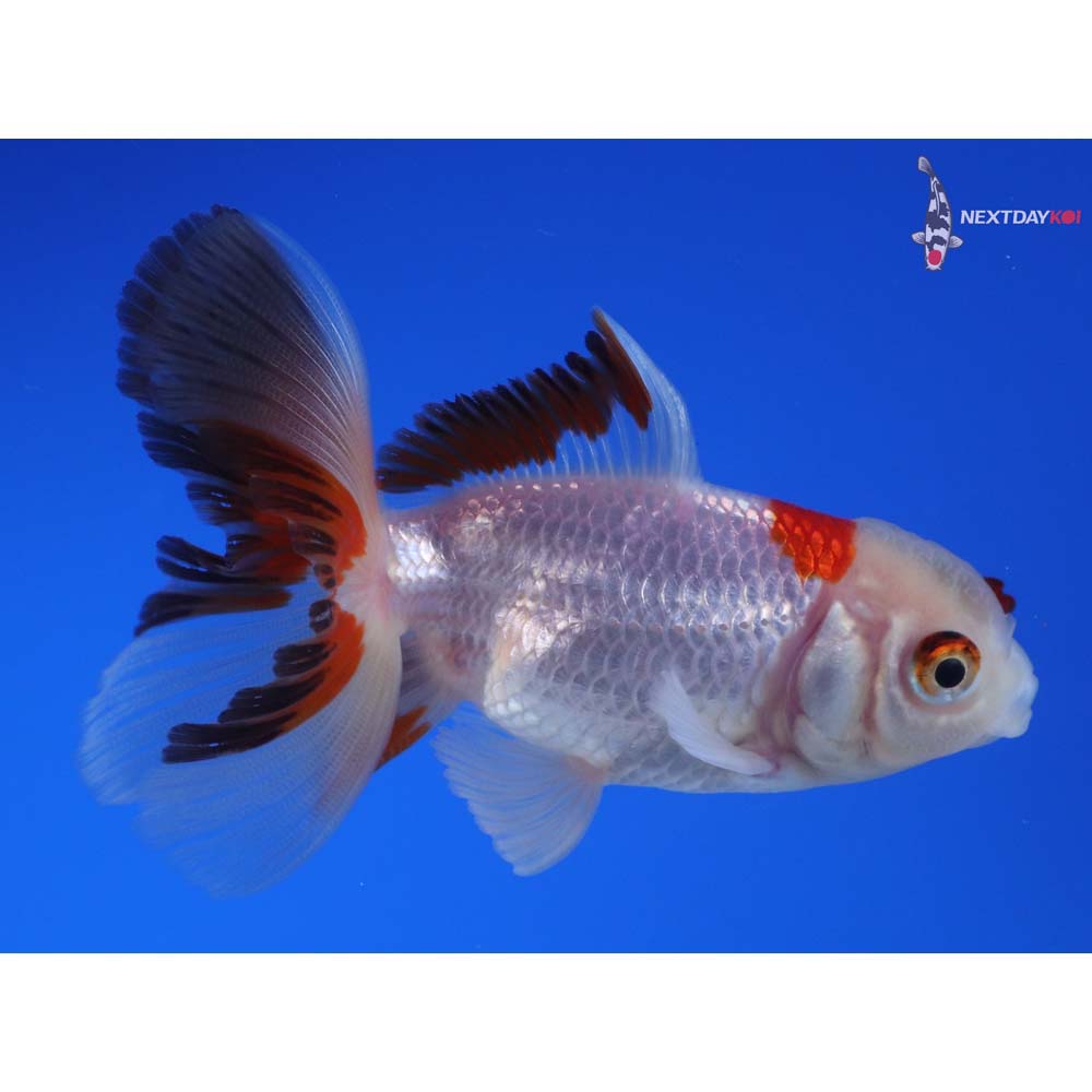 3” Imported Tri Color Oranda