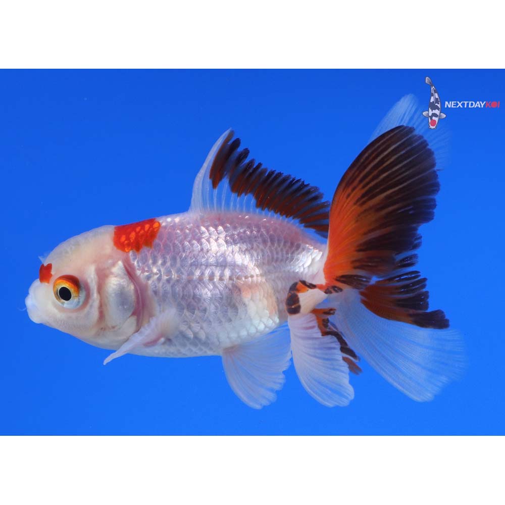 3” Imported Tri Color Oranda