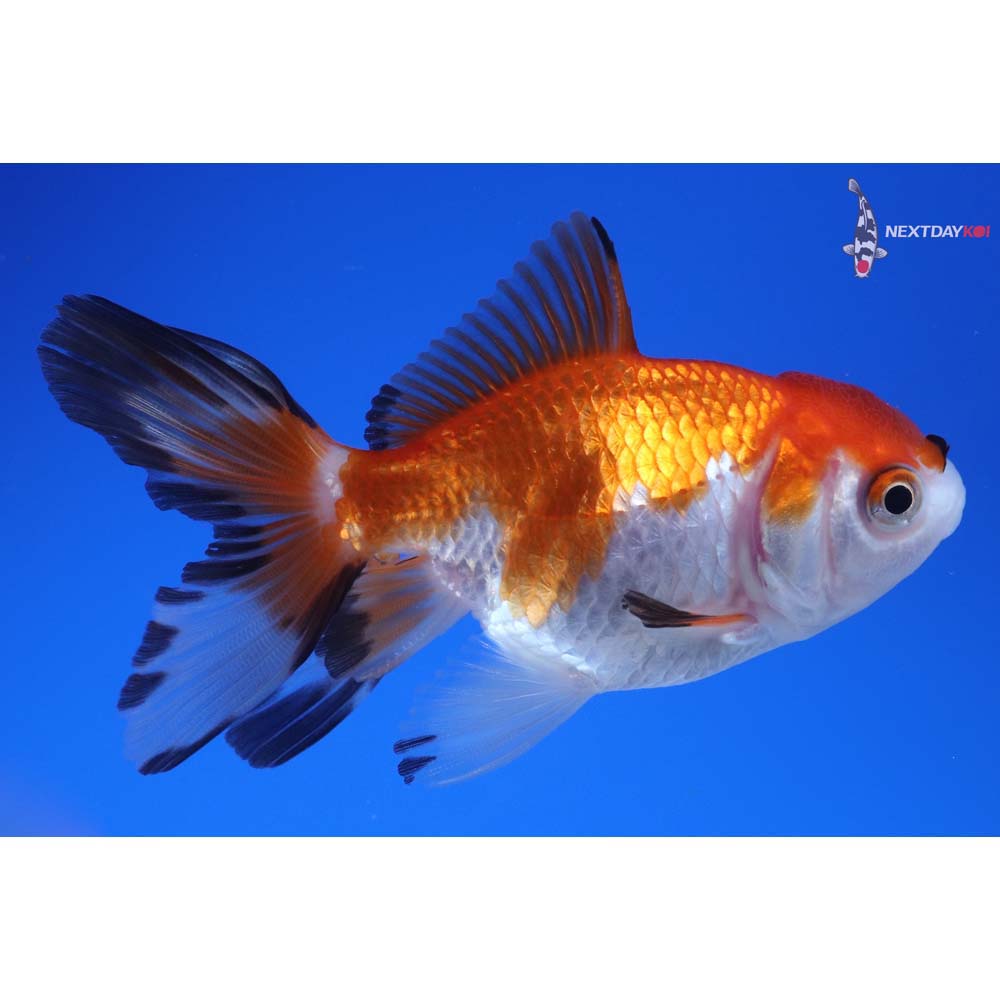 3” Imported Tri Color Oranda