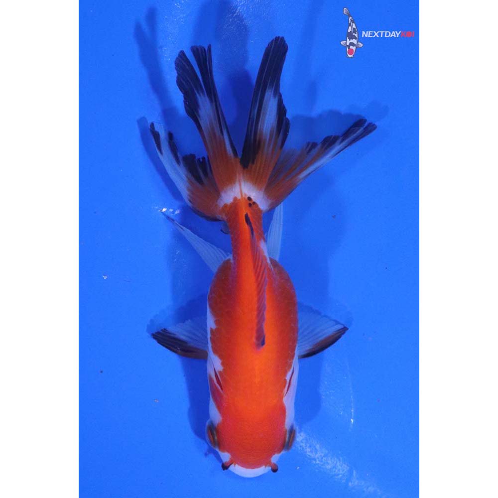 3” Imported Tri Color Oranda