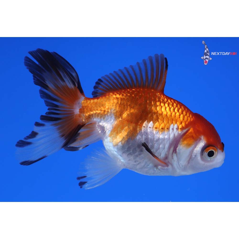 3” Imported Tri Color Oranda