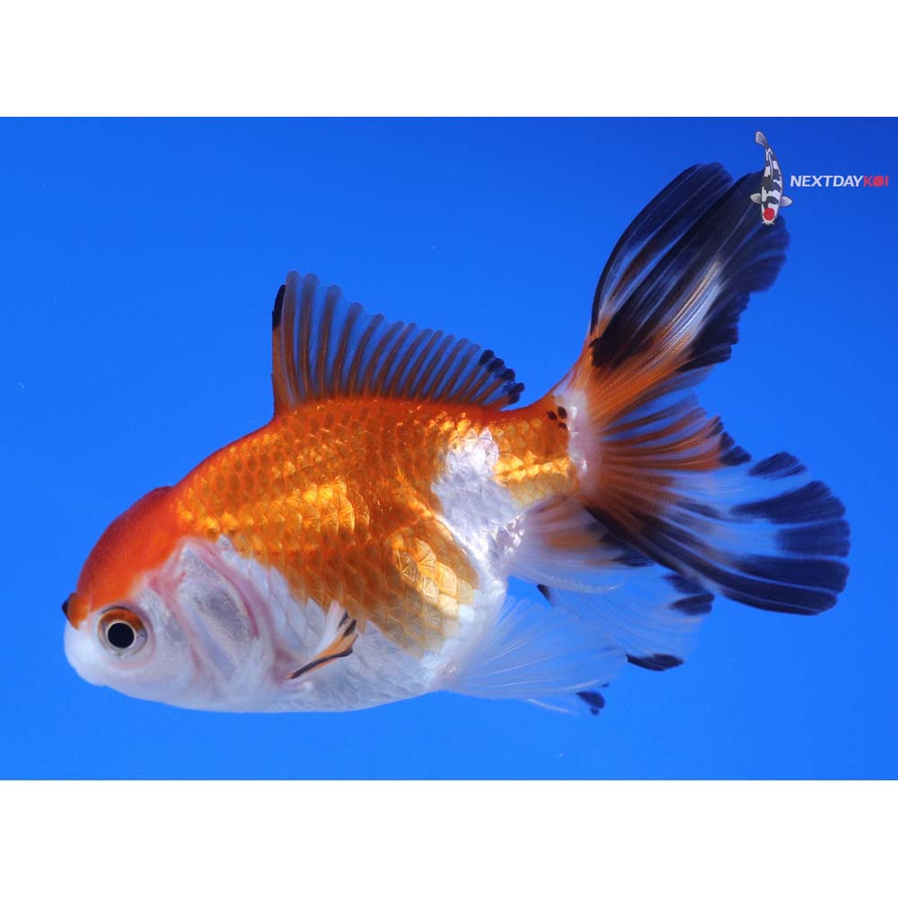 3” Imported Tri Color Oranda
