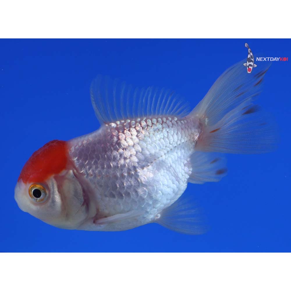 3” Imported Redcap Oranda