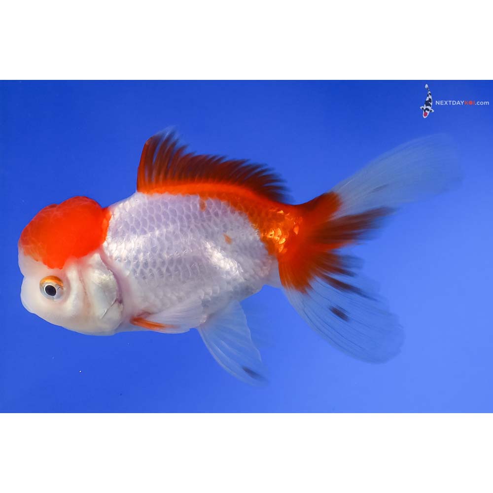 4” Imported Male Red and White Oranda