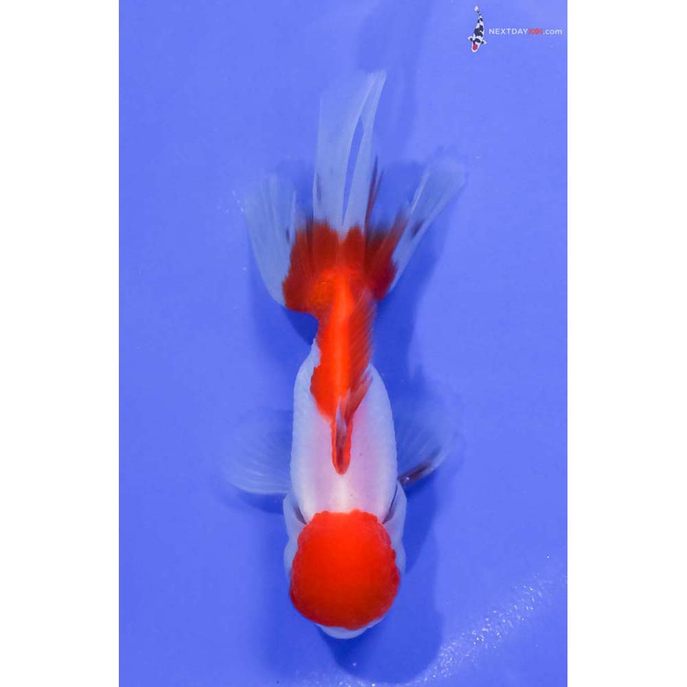 4” Imported Male Red and White Oranda