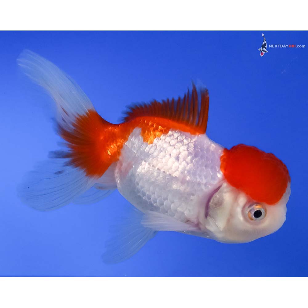 4” Imported Male Red and White Oranda