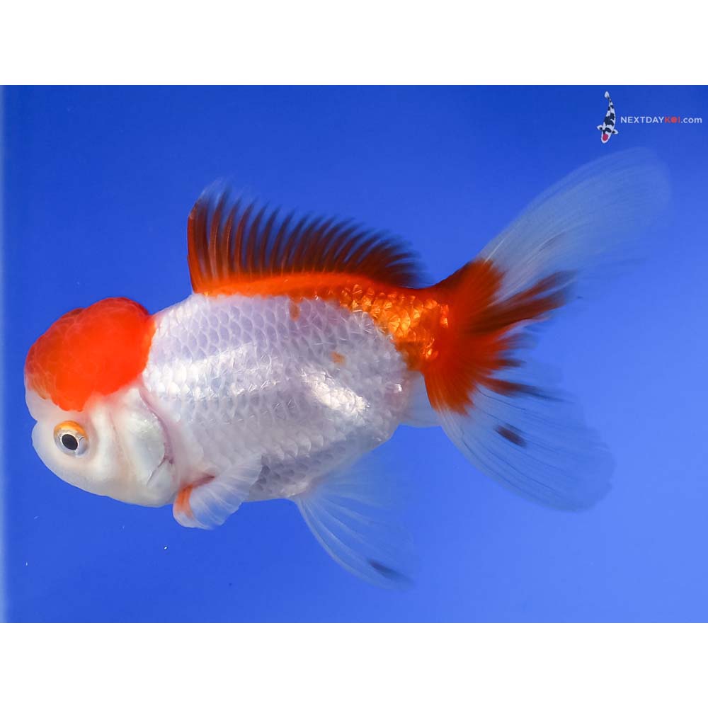 4” Imported Male Red and White Oranda