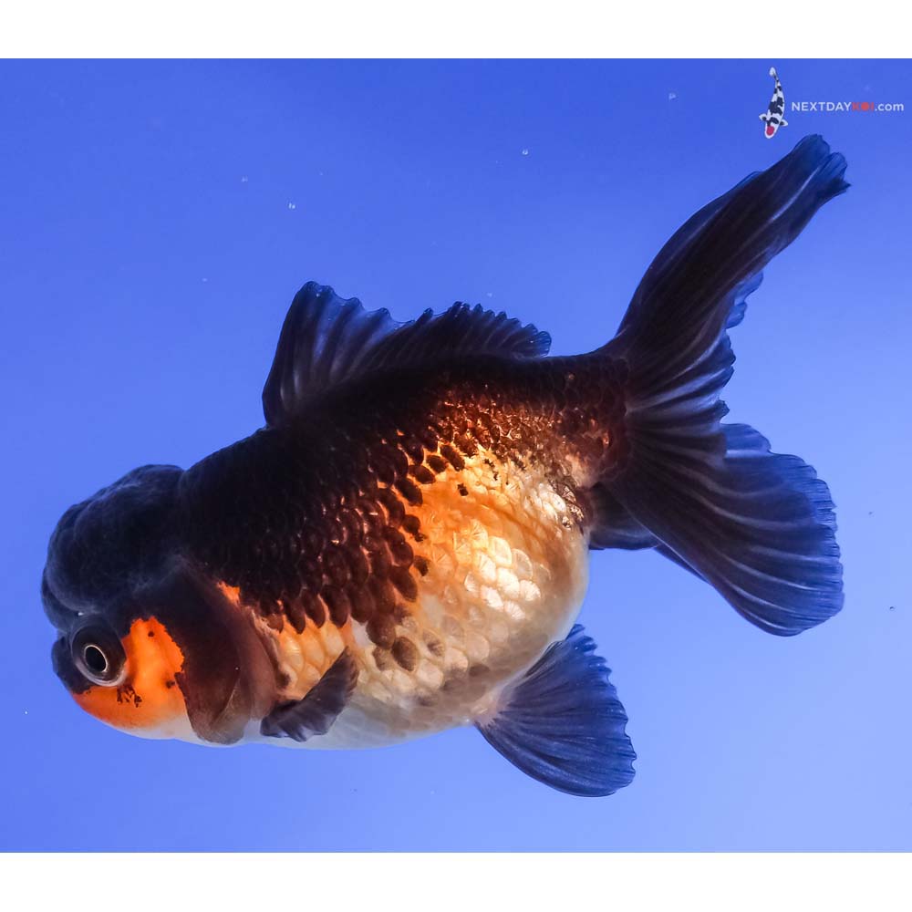 4” Imported Red and Black Oranda
