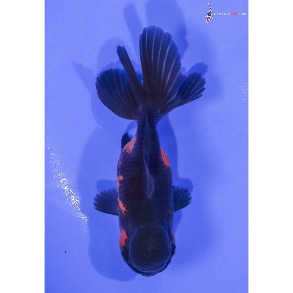 4” Imported Red and Black Oranda