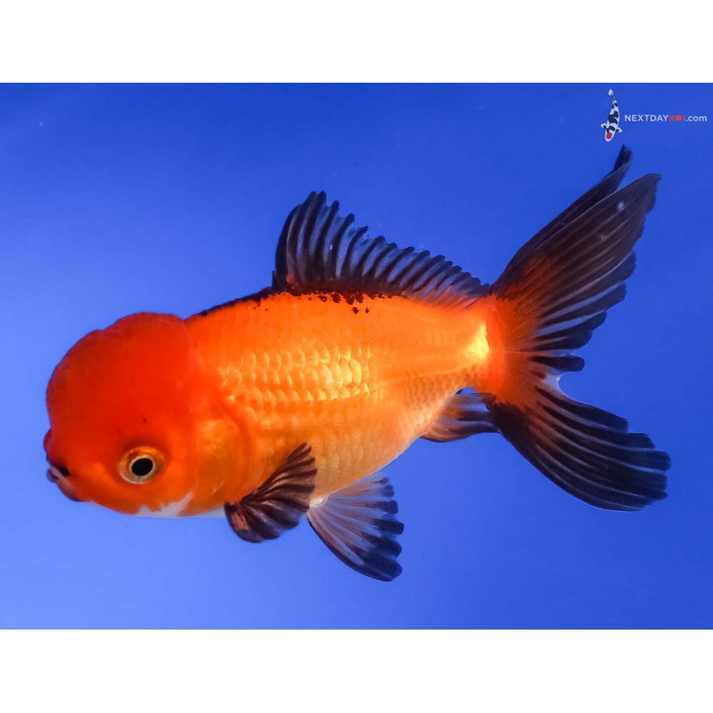 4” Imported Tri Color Oranda