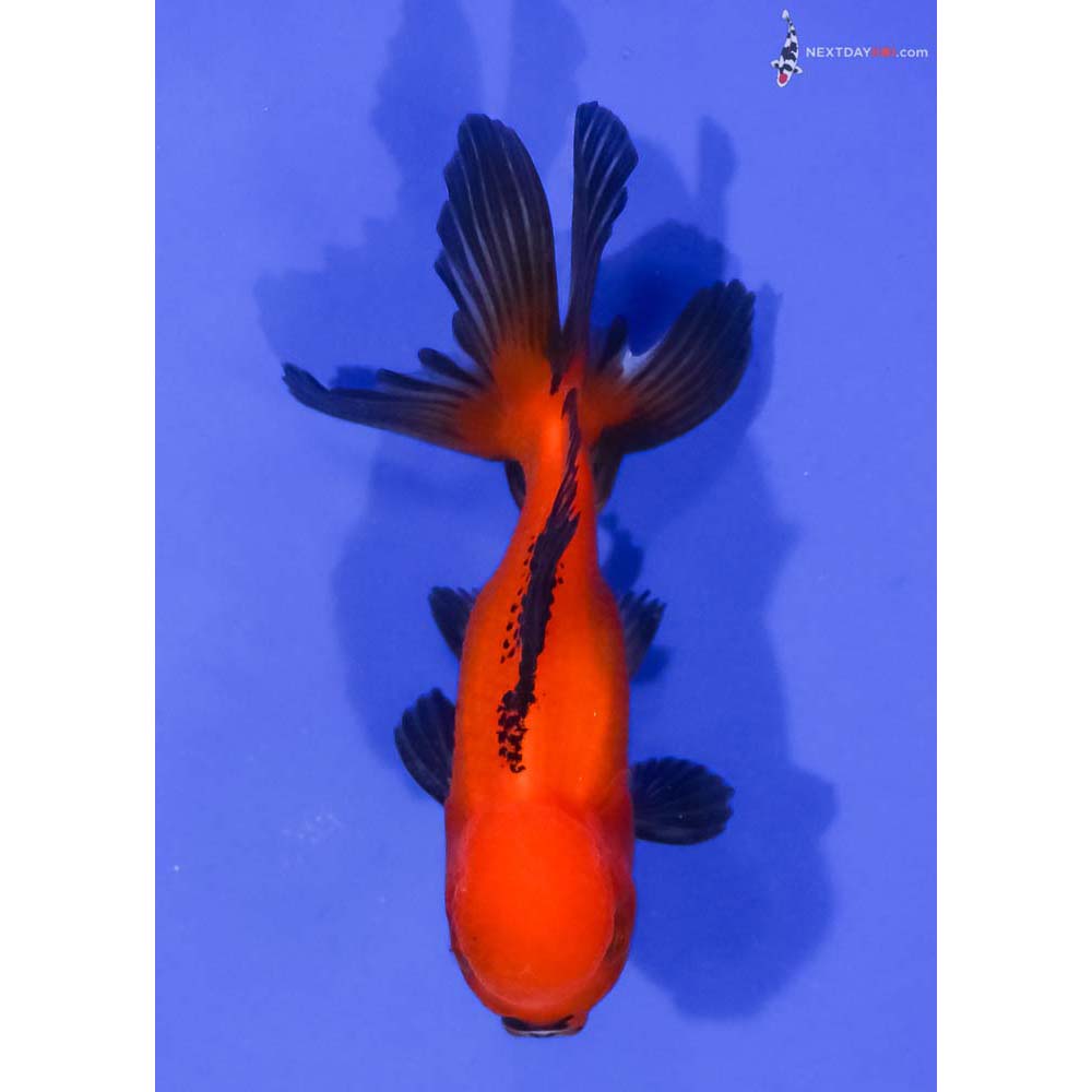 4” Imported Tri Color Oranda