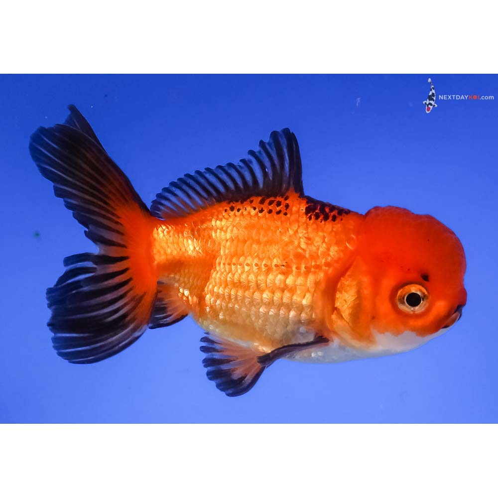 4” Imported Tri Color Oranda