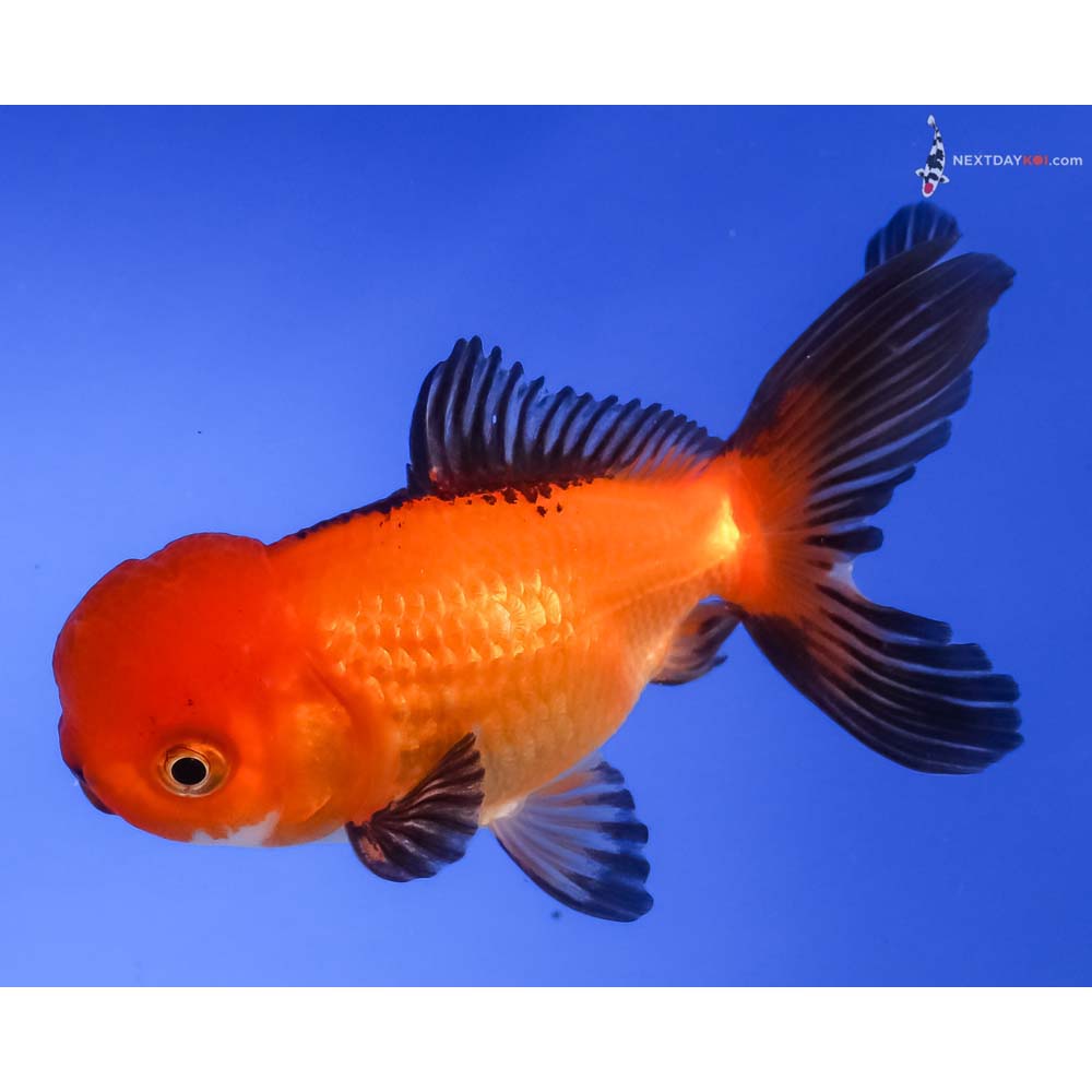 4” Imported Tri Color Oranda