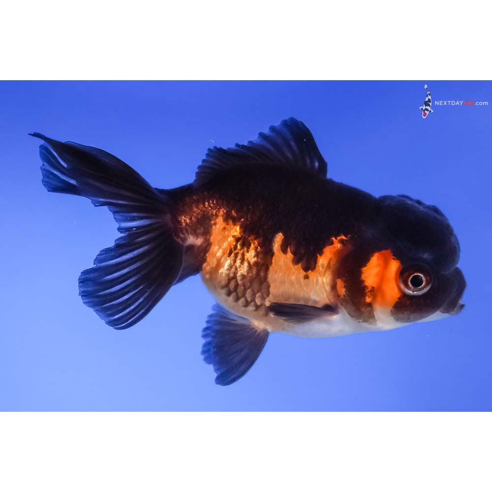 4” Imported Red and Black Oranda