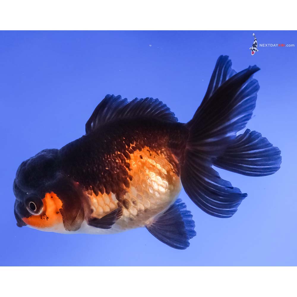 4” Imported Red and Black Oranda