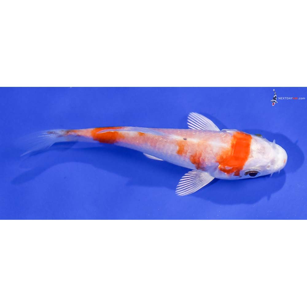 3” Imported Hariwake