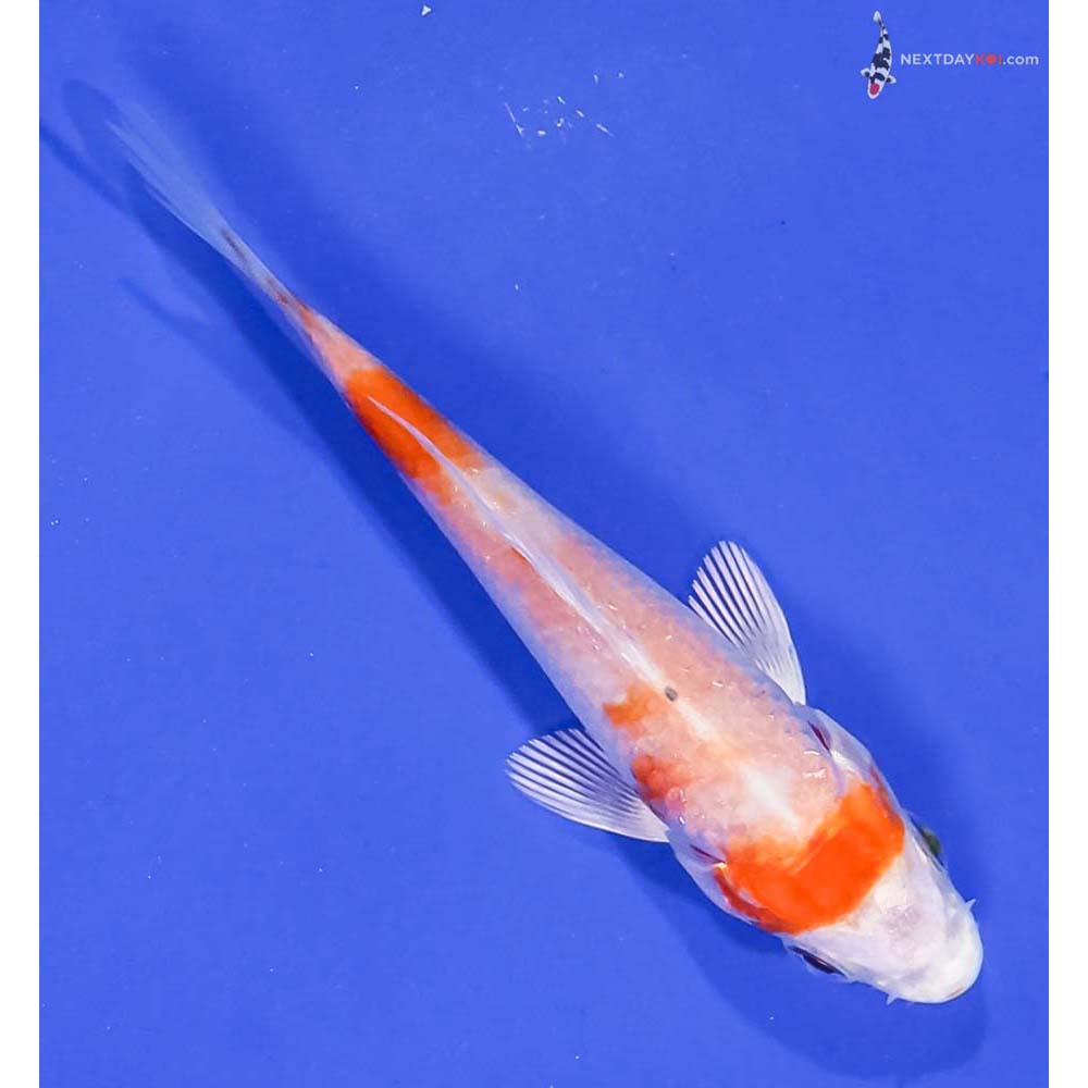 3” Imported Hariwake