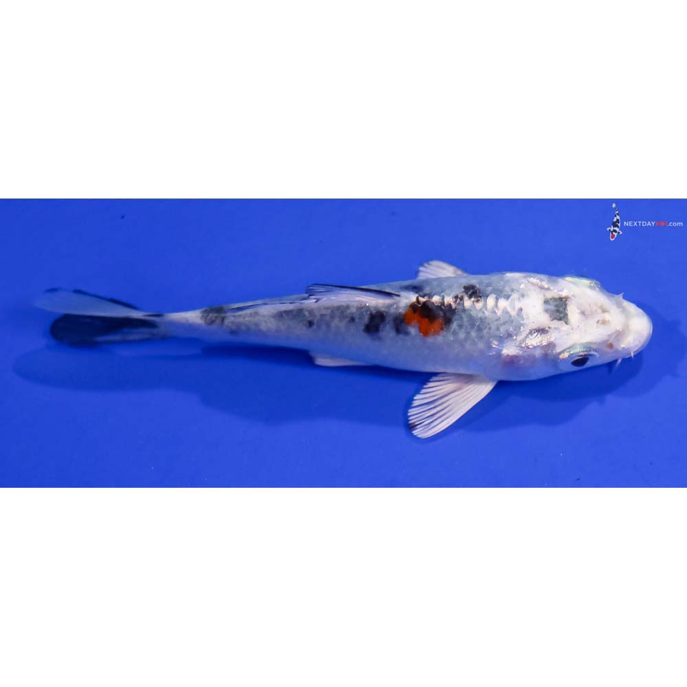 4” Imported Yamato Nishiki