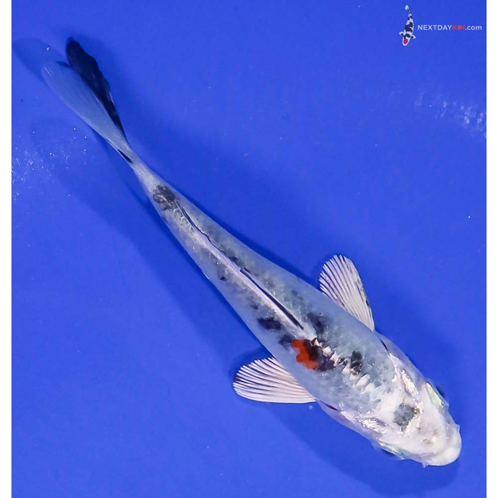 4” Imported Yamato Nishiki