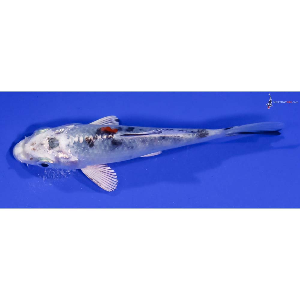 4” Imported Yamato Nishiki