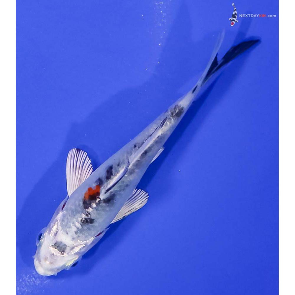 4” Imported Yamato Nishiki